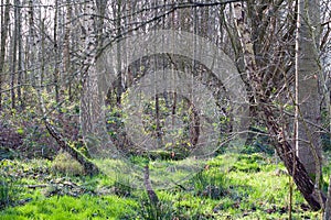 Group of Trees In a Forest Wide View