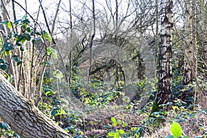 Group of Trees In a Forest Wide View