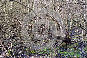 Group of Trees In a Forest Wide View with Leaning Tree