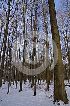 Group of trees in forest, winter season with snow