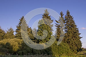 Group of trees in the grass fields