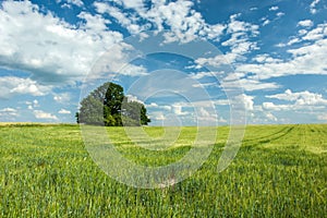 Group of trees on a green field