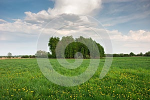 Group of trees growing on a green meadow with yellow flowers