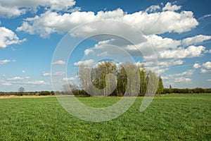 A group of trees growing on a meadow and white clouds on a blue sky