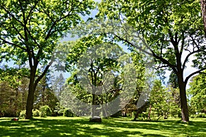 Group of trees with lush foliage at Dominion Arboretum