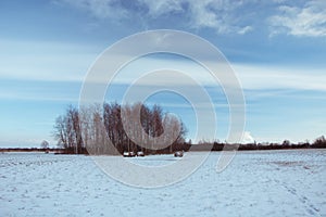 Group of trees and snow-covered field, cloud and blue sky