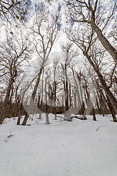 Group of trees in a snowy forest low angle view