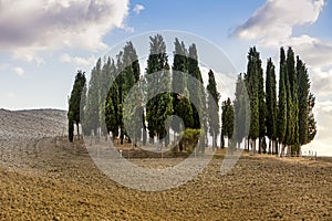 Group of trees on Tuscan hills at sunset in Italy