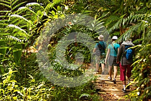 Group of trekkers hike through green jungle