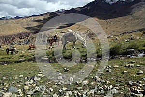 Group of trekking horses in beautiful mountain la