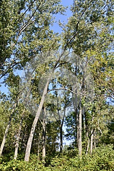 Group of Trembling Aspen (Populus tremuloides) trees along hiking trail at Presqu\'ile