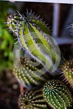 A group of Trichocereus species Cactus