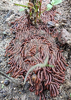 The group of trigoniulus corallinus.