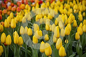Group of tulip flowrs blooming
