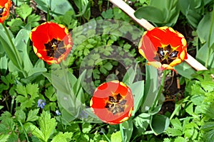 Group of tulip and water drops. Nice flowers in the garden in midsummer, in a sunny day.
