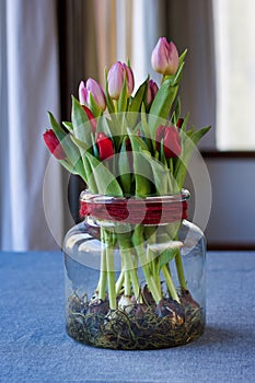 Group of tulips bulbs in bloom growing in hydroculture photo