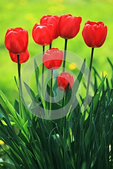 Group of tulips among green leaves