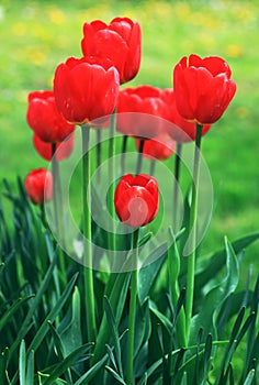 Group of tulips among green leaves