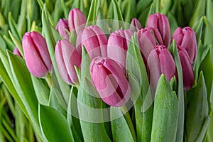 A group of tulips of the same variety on a background of green leaves and young tulips. Blooming tulips. Selective focus.