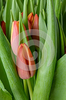 A group of tulips of the same variety on a background of green leaves and young tulips. Blooming tulips. Selective focus.