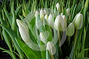 A group of tulips of the same variety on a background of green leaves and young tulips. Blooming tulips. Selective focus.