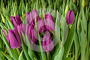 A group of tulips of the same variety on a background of green leaves and young tulips. Blooming tulips. Selective focus.