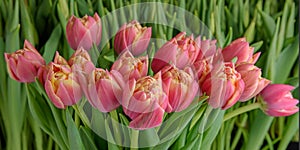 A group of tulips of the same variety on a background of green leaves and young tulips. Blooming tulips. Selective focus.