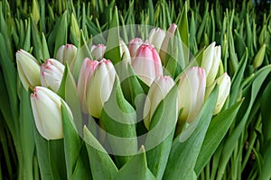 A group of tulips of the same variety on a background of green leaves and young tulips. Blooming tulips. Selective focus.