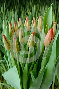 A group of tulips of the same variety on a background of green leaves and young tulips. Blooming tulips. Selective focus.