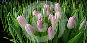 A group of tulips of the same variety on a background of green leaves and young tulips. Blooming tulips. Selective focus.