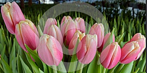 A group of tulips of the same variety on a background of green leaves and young tulips. Blooming tulips. Selective focus.