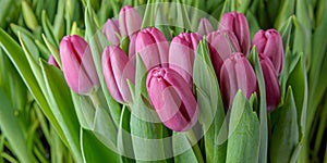 A group of tulips of the same variety on a background of green leaves and young tulips. Blooming tulips. Selective focus.