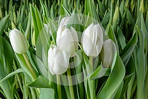 A group of tulips of the same variety on a background of green leaves and young tulips. Blooming tulips. Selective focus.