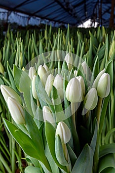 A group of tulips of the same variety on a background of green leaves and young tulips. Blooming tulips. Selective focus.