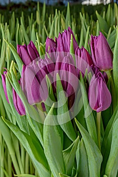 A group of tulips of the same variety on a background of green leaves and young tulips. Blooming tulips. Selective focus.