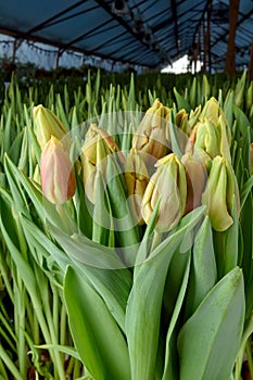 A group of tulips of the same variety on a background of green leaves and young tulips. Blooming tulips. Selective focus.