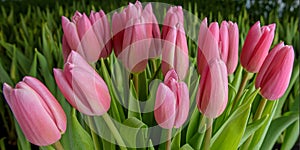 A group of tulips of the same variety on a background of green leaves and young tulips. Blooming tulips. Selective focus.