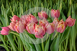 A group of tulips of the same variety on a background of green leaves and young tulips. Blooming tulips. Selective focus.