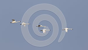 Group of Tundra Swans Migrating in Spring - Ontario, Canada