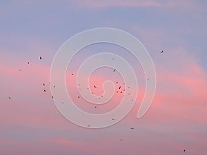 Turkey Vultures Cathartes aura aves Cathartidae Buzzards Soaring at Sunset near St George Utah in South Western Desert USA