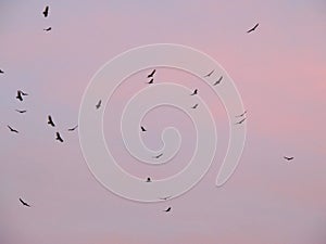 Turkey Vultures Cathartes aura aves Cathartidae Buzzards Soaring at Sunset near St George Utah in South Western Desert USA