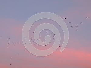 Turkey Vultures Cathartes aura aves Cathartidae Buzzards Soaring at Sunset near St George Utah in South Western Desert USA