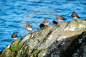 Group of turnstone birds at the Esquimalt Lagoon in Canada