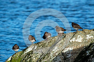 Group of turnstone birds at the Esquimalt Lagoon in Canada