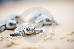 group of turtle hatchlings on sand