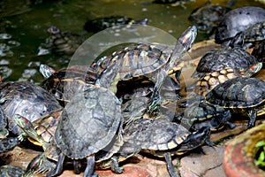 Group of turtle sitting near pound side
