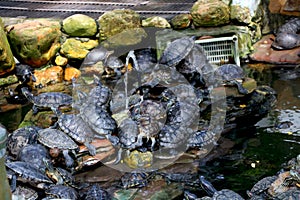 Group of turtle sitting near pound side