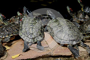 Group of turtle sitting near pound side