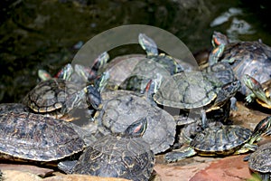 group of turtle sitting near pound side
