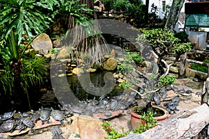 group of turtle sitting near pound side